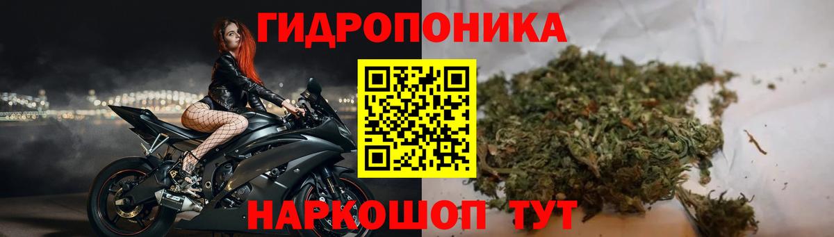 Конопля сатива Новороссийск
